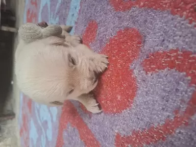 Yavru Golden Retriever
