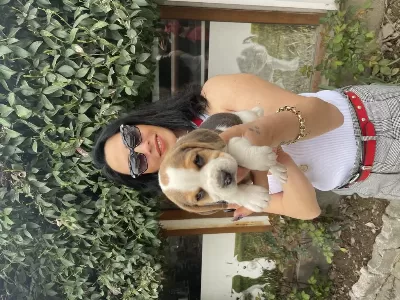 Beagle Yavrularım Sağlık Ve İrk Garantilidir