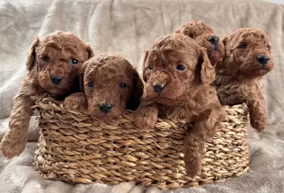 Sevimli Toy Poodle Yavrularimiz