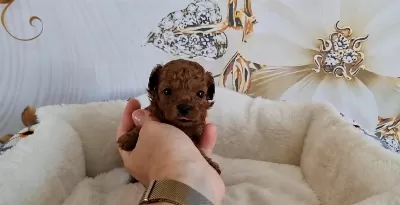 Toypoodle Yavrularimiz