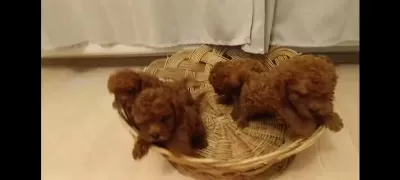 Red Brown Toy Poodle Bebekler Yeni Yuvalarını Bekliyorlar