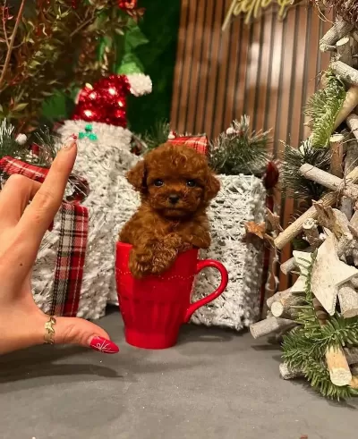 Ankara Nin En Güzel Toy Poodle Yavrulari