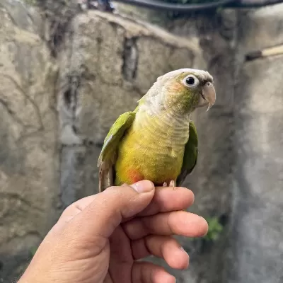 Pineapple Yavru Konur Papağani