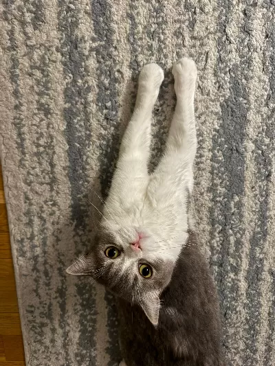 Sağlıklı ve Sevimli British Shorthair Erkek Yuva Arıyor