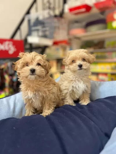 Tüy Dökmeyen Hipoalerjenik Safkan Teacup Maltipoo