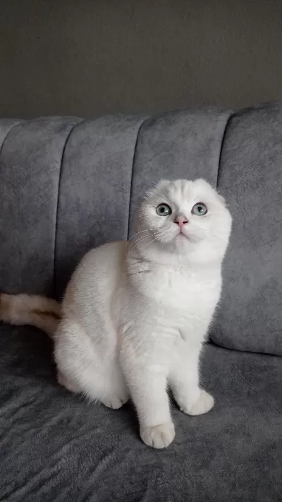 İzmir İçi Ücretsiz Yetişkin Dişi Scottish Fold