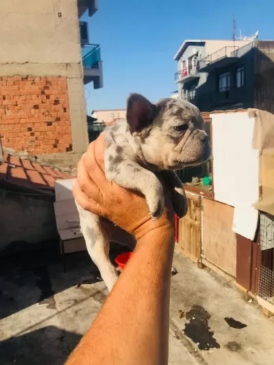 French Bulldog Köpeği