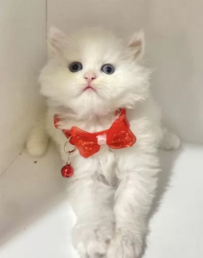 British Longhair Kar Beyaz Ve Tabby Yavrular