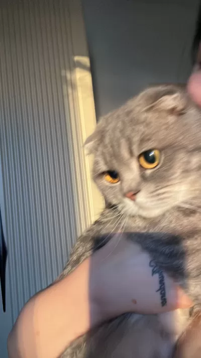 11 Aylık Erkek Scottish Fold – Uysal ve Sevecen