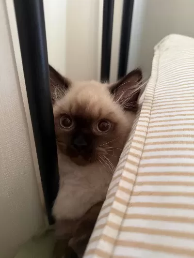5 Aylik British Longhair Blue Point