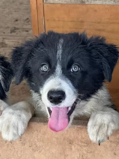 Türkiyede Böylesi Zor Border Collie Yavrular
