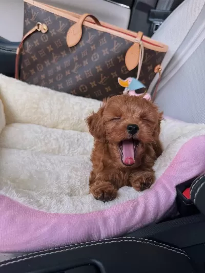 Kore Red Maltipoo Poodle Ayarında