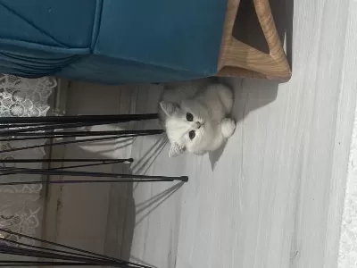 British Shorthair Dişi Kedimiz
