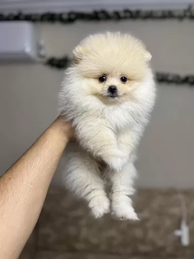 Pomeranian Kar Beyaz Yavrularımız Ped Eğitimli
