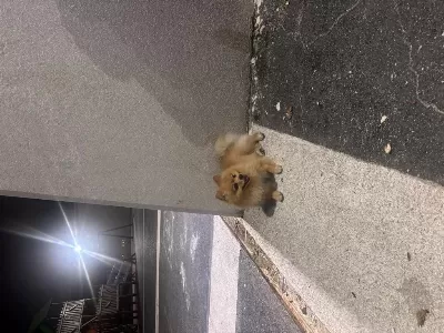 Pomeranian Boo Erkek