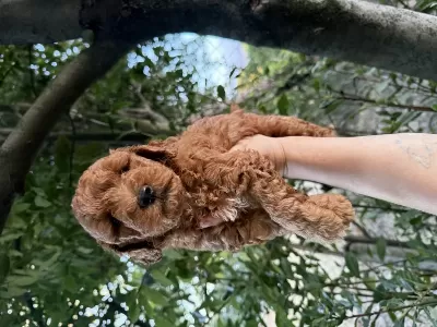 Sağlıklı Redbrown Maltipoo
