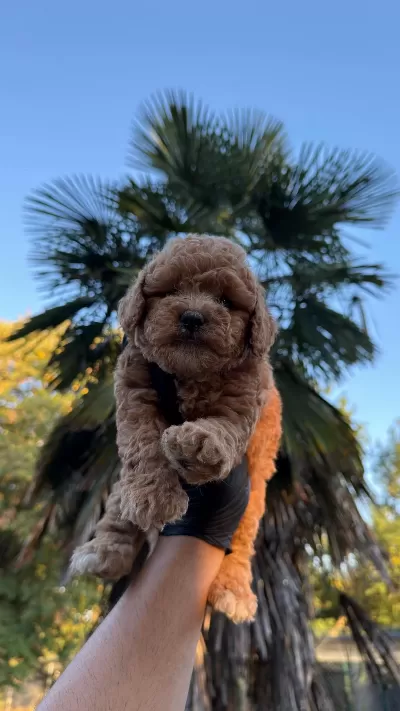 Harika Kore Maltipoo
