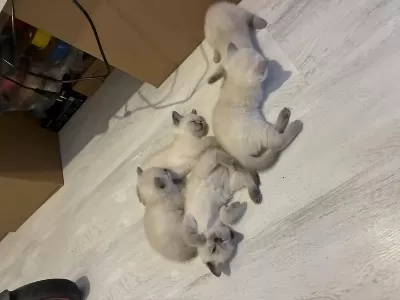 5 Adet Yavru 50 Günlük Kediler