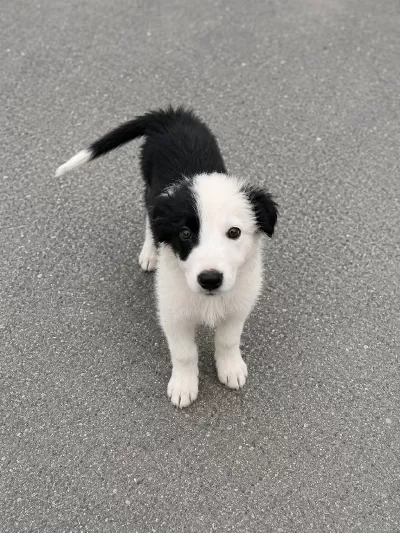 Süper Anne Babadan Süper Yavru Köpeğimiz