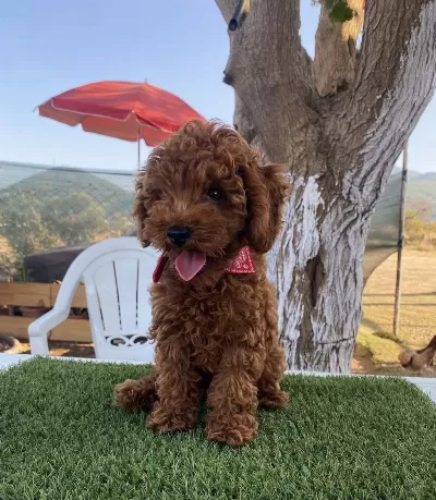 Aşılı Poodle Köpeğimiz