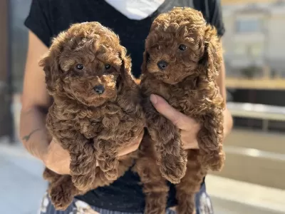 Ruhsatlı Çiftlikde Ziyarete Açık Toy Poodle Yavrular