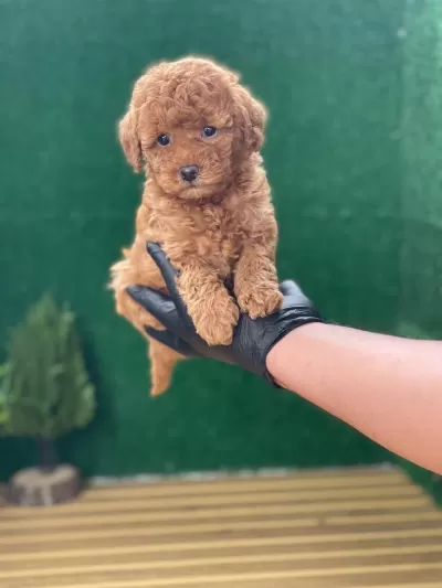 Sağlıklı Poodle Yavrulari