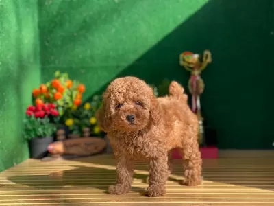 Toy Poodle Yavrulari