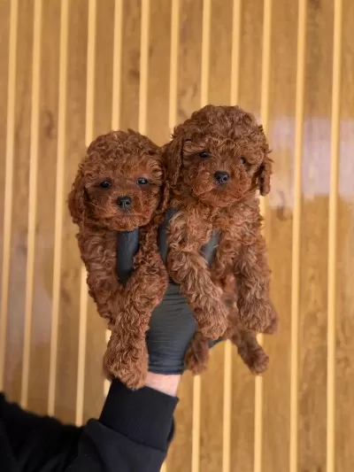 Yeni Ailelerini Bekleyen Toy Poodle Yavrularimiz