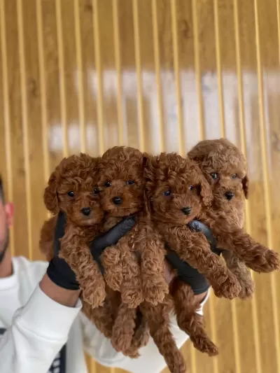 Toy Poodle Yavruları