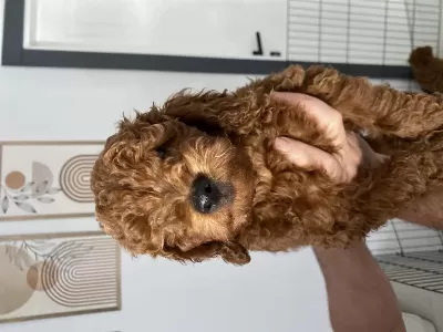 3 Aylık Erkek Toypoodle Yavrumuz