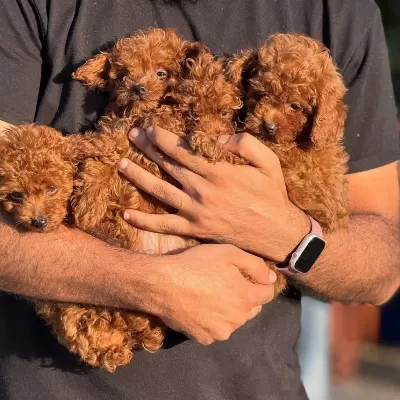 Aşili Çiş Eğitimli Toy Poodle