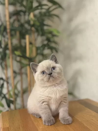 Ayi Surat British Shorthair Blue Point Yavrular