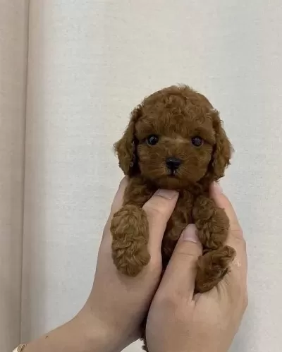İrk Garantili Toy Poodle