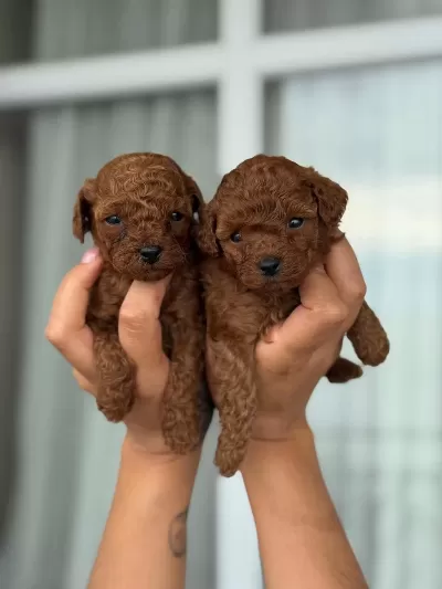 Aşili Çiş Eğitimli Toy Poodle