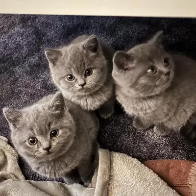 British Shorthair Yavrulari