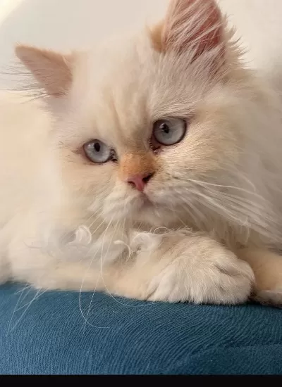 Persian 4,5 Aylık Erkek Mamaya Sahiplendirilecek