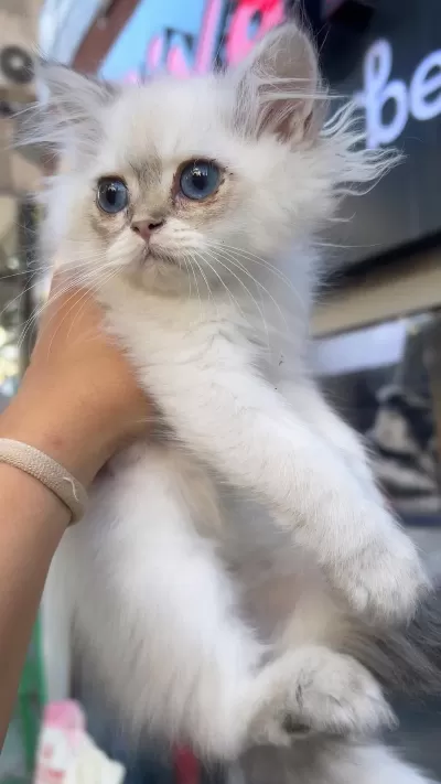 British Longhair Golden Point Erkek