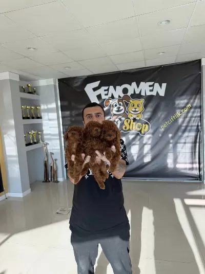 Yılın En İyisi Ret Brown Toy Poodle Özel İrk Arayanlara