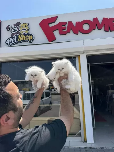 En Güzel Chınchılla Yavruları Özel İrk Arayanlara Ank