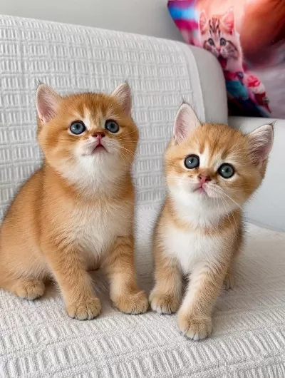 Show Kalite Ny12 Golden British Shorthair Yavrular