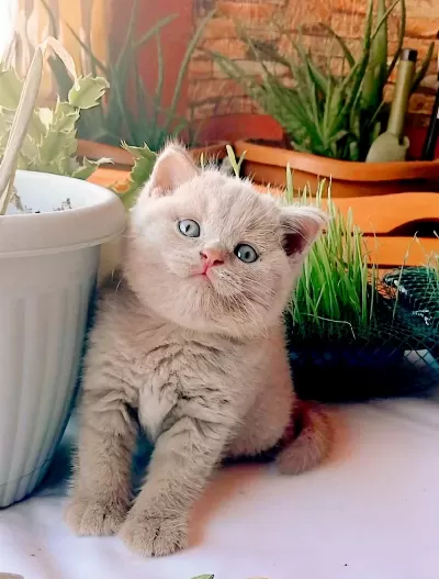Safkan Fawn Erkek Yavru Kedimiz