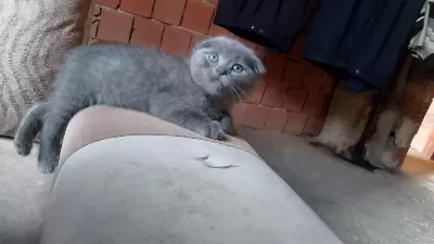 Scottish Fold Kedisi