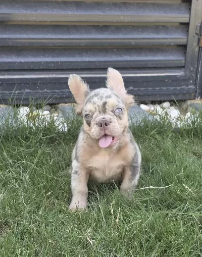 French Bulldog Köpeğimiz
