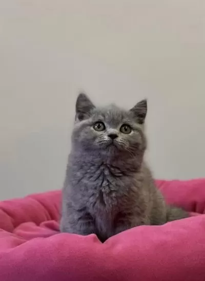 British Shorthair Yavrularim