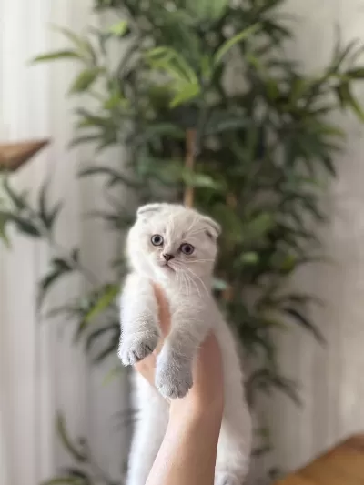 Scottish Fold Yavrularim