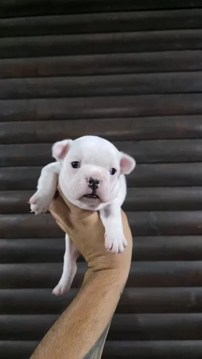 French Bulldog Klasik