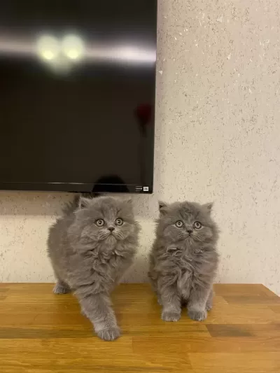 British Longhair Gri Yavrularim