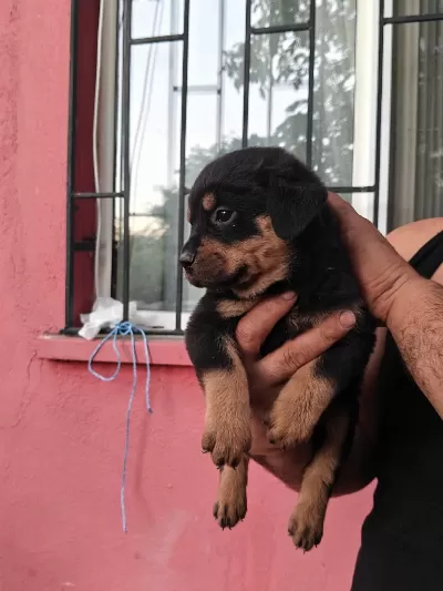 Koca Kafa Rottweiler Yavruları