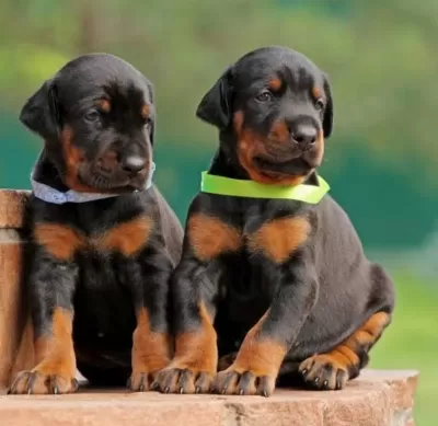Siyah Ve Kizil Doberman Asiller