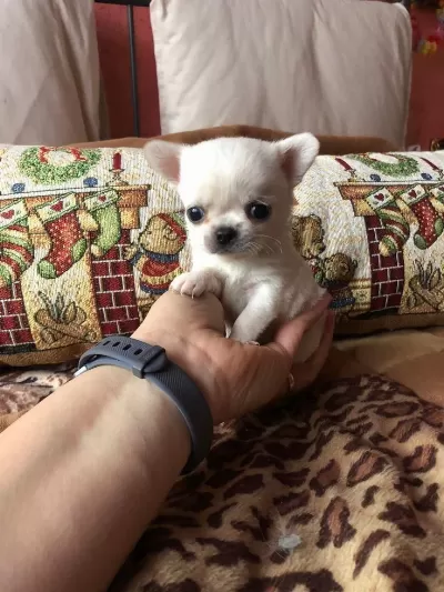 En Minik Dost Şivava Daha Küçügü Yok